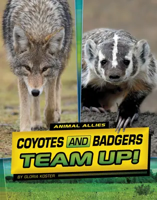 Kojoty i borsuki łączą siły! - Coyotes and Badgers Team Up!