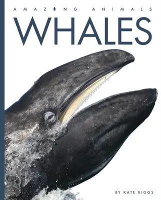 Wieloryby - Whales