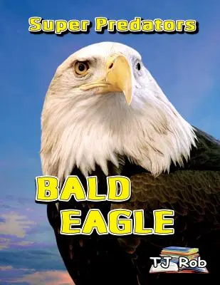 Orzeł bielik: (Wiek 5-8 lat) - Bald Eagle: (Age 5 - 8)