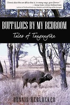 Bawoły przy mojej sypialni - Buffaloes by My Bedroom