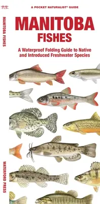 Manitoba Fishes: Wodoodporny składany przewodnik po rodzimych i introdukowanych gatunkach słodkowodnych - Manitoba Fishes: A Waterproof Folding Guide to Native and Introduced Freshwater Species