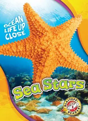 Gwiazdy morskie - Sea Stars