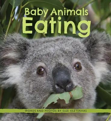 Małe zwierzęta jedzące - Baby Animals Eating