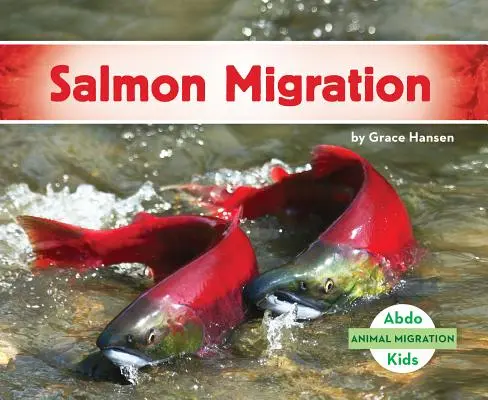 Migracja łososi - Salmon Migration