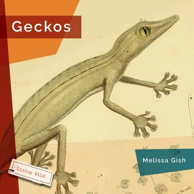 Gekony - Geckos