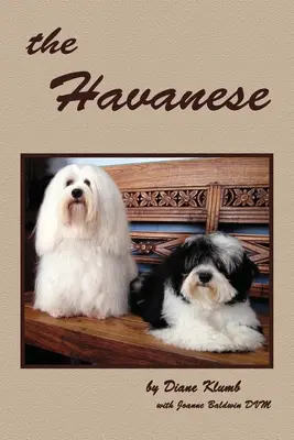 Hawańczyk - The Havanese