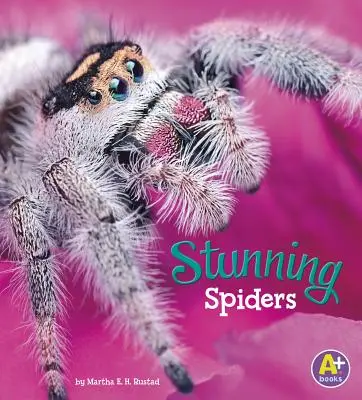 Oszałamiające pająki - Stunning Spiders