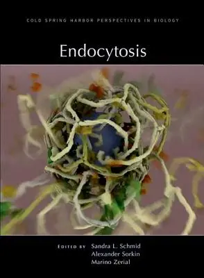 Endocytoza - Endocytosis