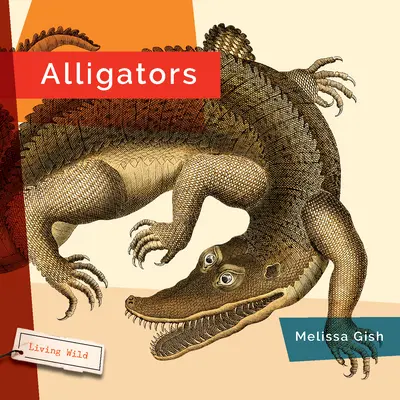 Aligatory - Alligators