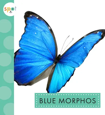 Niebieski Morphos - Blue Morphos