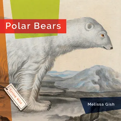 Niedźwiedzie polarne - Polar Bears