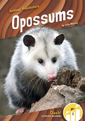 Oposy - Opossums