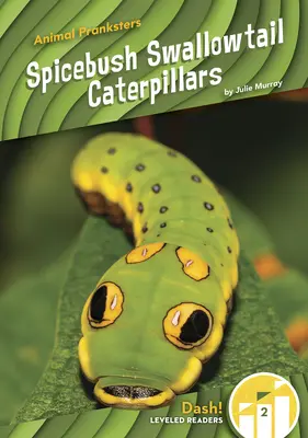 Gąsienice jaskółczego ogona - Spicebush Swallowtail Caterpillars