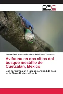 Awifauna w dwóch miejscach w mezofaunie Cuetzalan, Meksyk - Avifauna en dos sitios del bosque mesfilo de Cuetzalan, Mxico