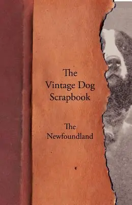 Album o psach w stylu vintage - Nowofundland - The Vintage Dog Scrapbook - The Newfoundland