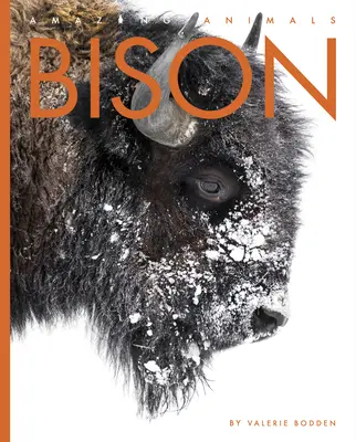 Żubr - Bison