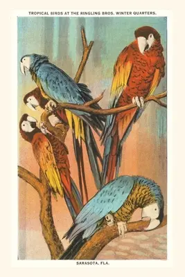 Vintage Journal Macaws, Sarasota, Floryda - Vintage Journal Macaws, Sarasota, Florida