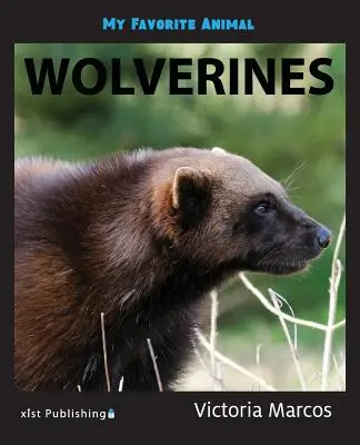 Moje ulubione zwierzę: Rosomaki - My Favorite Animal: Wolverines