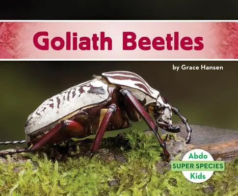 Chrząszcze Goliat - Goliath Beetles