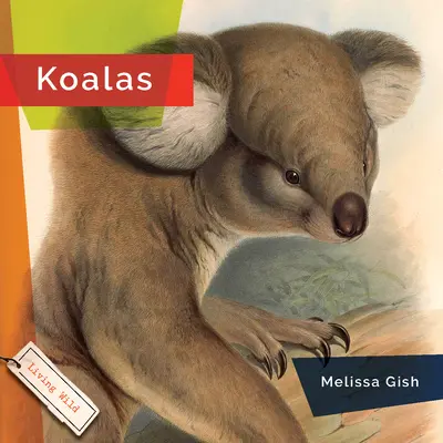 Koale - Koalas