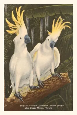 Vintage Journal Kakadu z czubem siarkowym, Miami, Floryda - Vintage Journal Sulfur-Crested Cockatoos, Miami, Florida