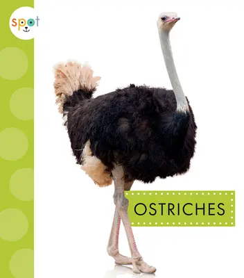 Strusie - Ostriches