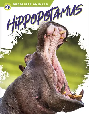 Hipopotam - Hippopotamus