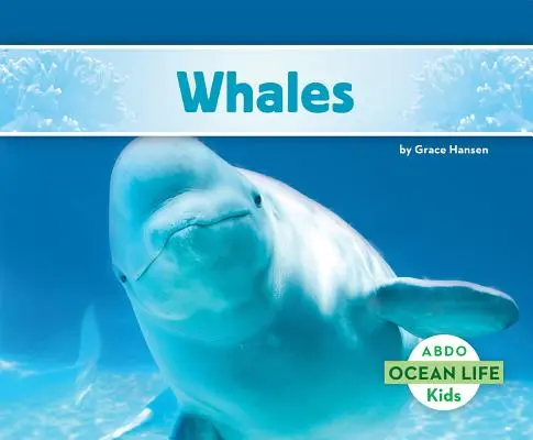 Wieloryby - Whales