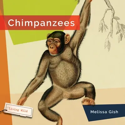 Szympansy - Chimpanzees