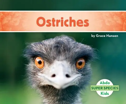 Strusie - Ostriches