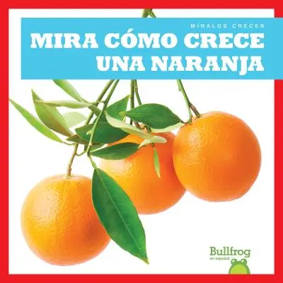 Mira Como Crece Una Naranja (Patrz, jak rośnie pomarańcza) - Mira Como Crece Una Naranja (Watch an Orange Grow)