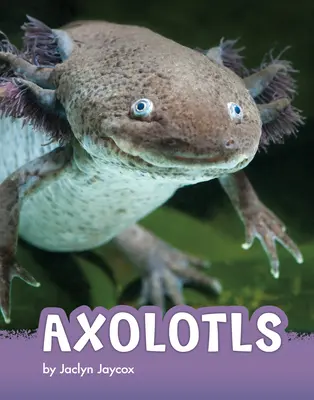 Aksolotle - Axolotls