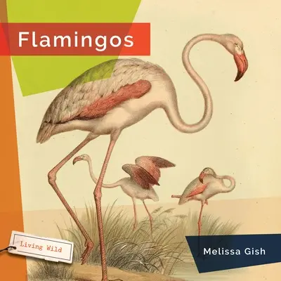 Flamingi - Flamingos