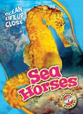 Konie morskie - Sea Horses