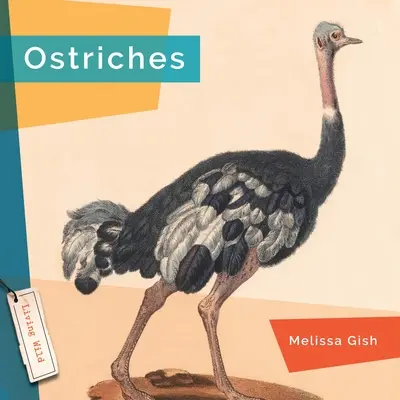 Strusie - Ostriches