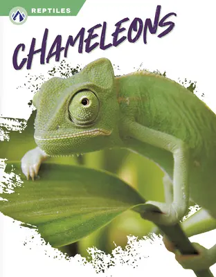 Kameleony - Chameleons