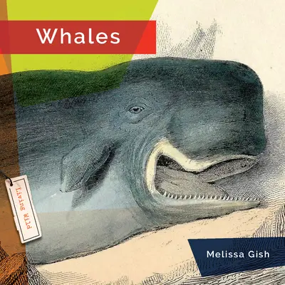 Wieloryby - Whales