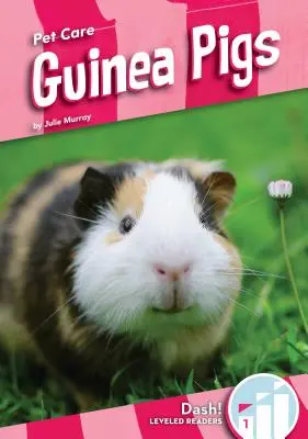 Świnki morskie - Guinea Pigs