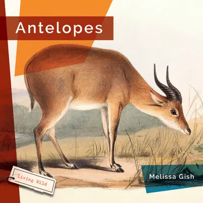 Antylopy - Antelopes