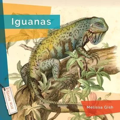 Iguany - Iguanas