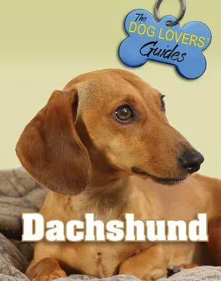 Jamnik - Dachshund