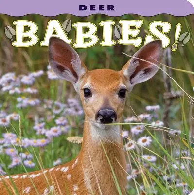 Deer Babies!