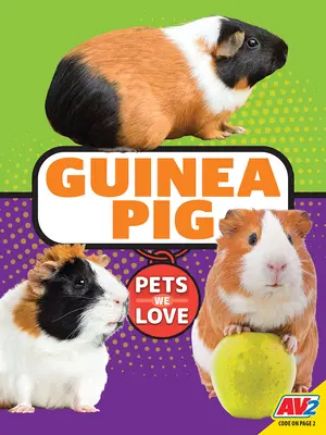 Świnka morska - Guinea Pig