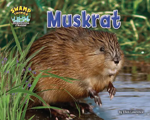 Piżmak - Muskrat