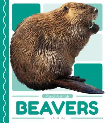 Bobry - Beavers