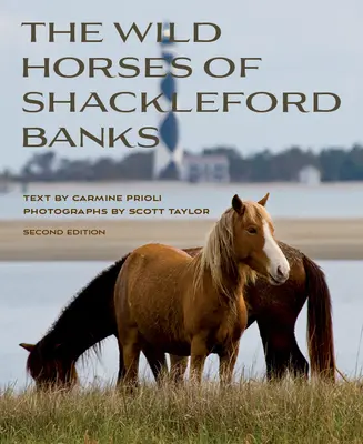 Dzikie konie z Shackleford Banks - Wild Horses of Shackleford Banks