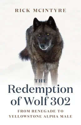 Odkupienie wilka 302: Od renegata do samca alfa Yellowstone - The Redemption of Wolf 302: From Renegade to Yellowstone Alpha Male