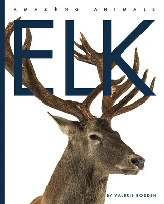 Ełk - Elk