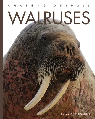 Morsy - Walruses