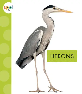 Czaple - Herons